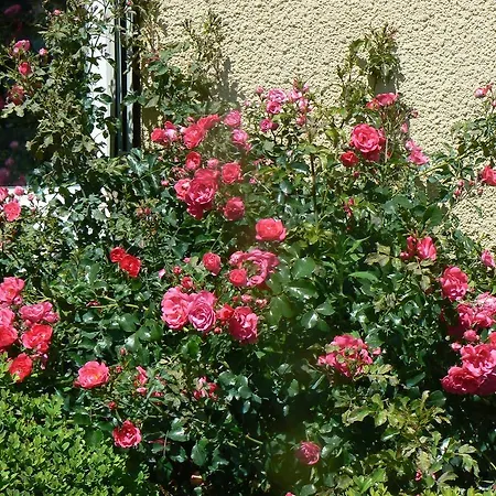 בית הארחה La Des Tilleuls *