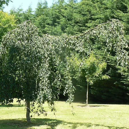 בית הארחה La Des Tilleuls