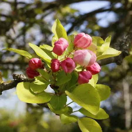 בית הארחה La Des Tilleuls