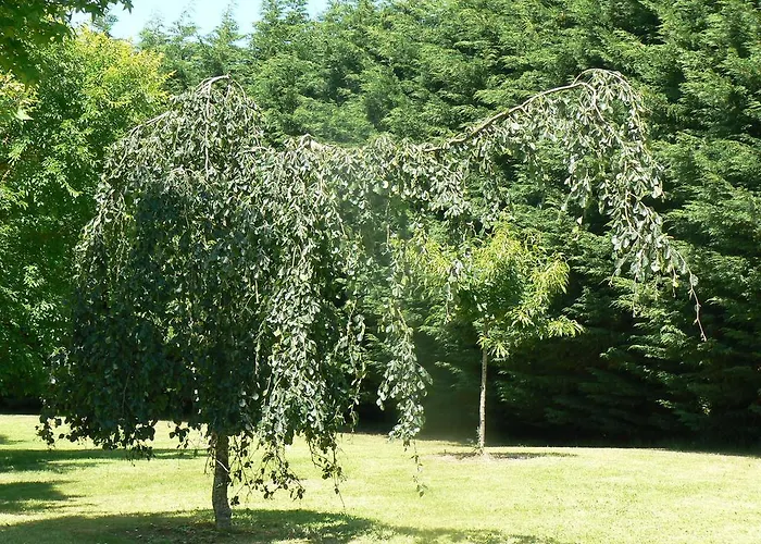 Guest house La Des Tilleuls