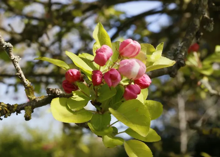 Guest house La Des Tilleuls